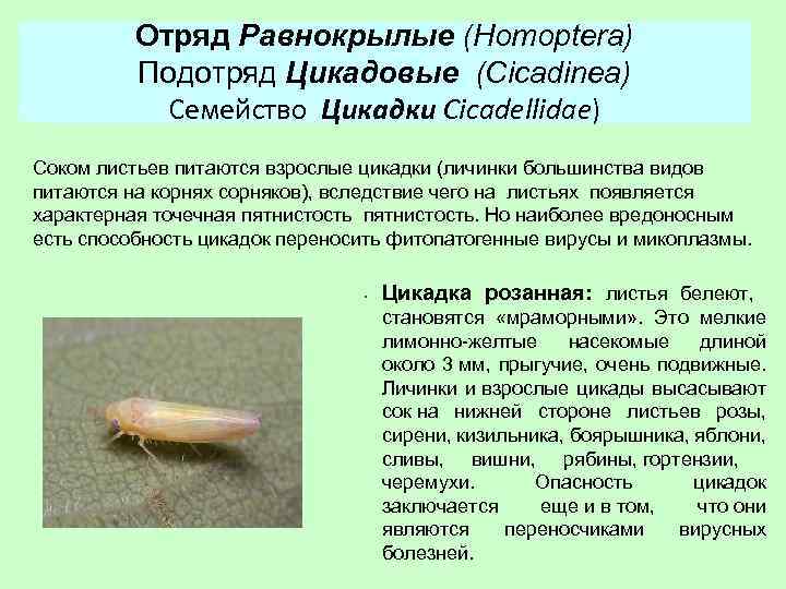 Отряд Равнокрылые (Homoptera) Подотряд Цикадовые (Cicadinea) Подотряд Кокциды (Coccinea) Семейство Цикадки Cicadellidae) Соком листьев