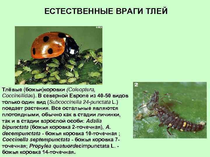 ЕСТЕСТВЕННЫЕ ВРАГИ ТЛЕЙ Тлёвые (божьи)коровки (Coleoptera, Coccinellidae). В северной Европе из 40 -50 видов