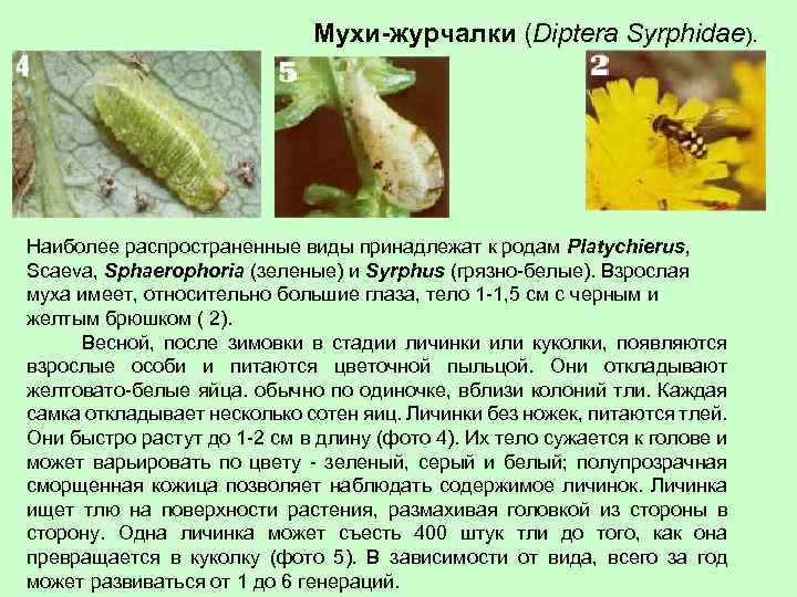 Мухи-журчалки (Diptera Syrphidae). Наиболее распространенные виды принадлежат к родам Platychierus, Scaeva, Sphaerophoria (зеленые) и