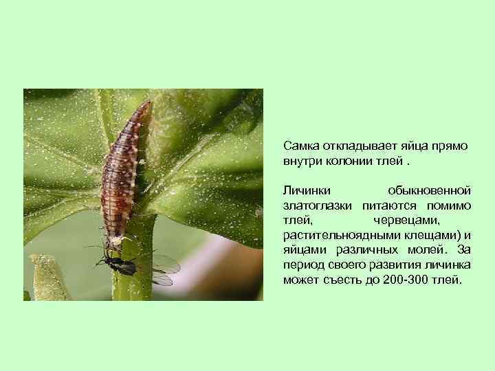  Самка откладывает яйца прямо внутри колонии тлей. Личинки обыкновенной златоглазки питаются помимо тлей,