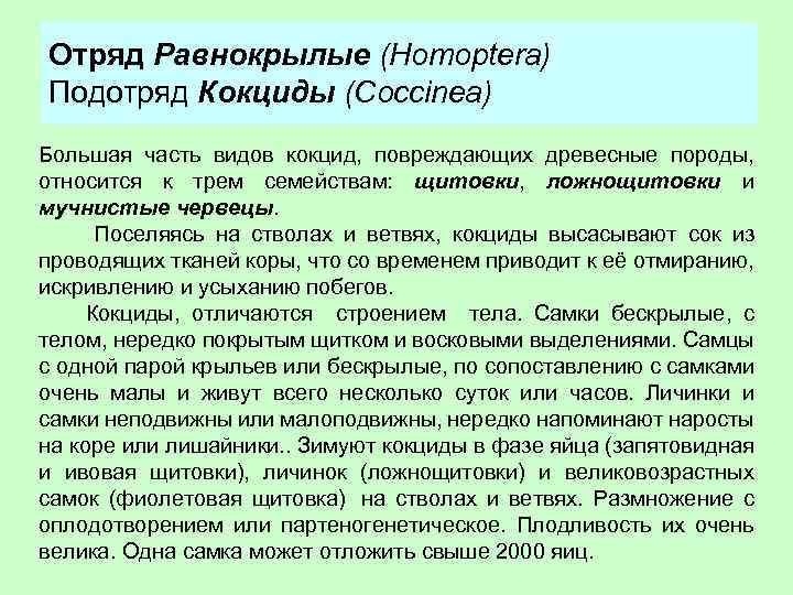 Отряд Равнокрылые (Homoptera) Подотряд Кокциды (Coccinea) Большая часть видов кокцид, повреждающих древесные породы, относится