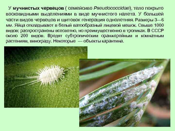  У мучнистых червецов ( семейсиво Pseudococcidae), тело покрыто восковидными выделениями в виде мучнистого