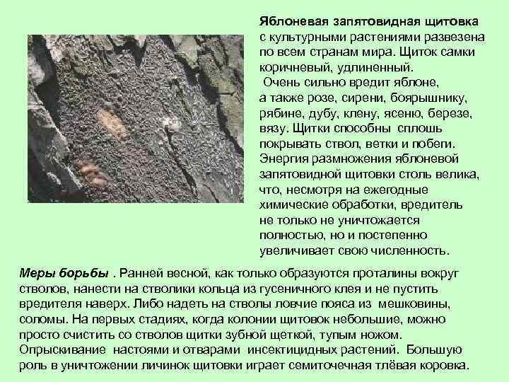 Яблоневая запятовидная щитовка с культурными растениями развезена по всем странам мира. Щиток самки коричневый,