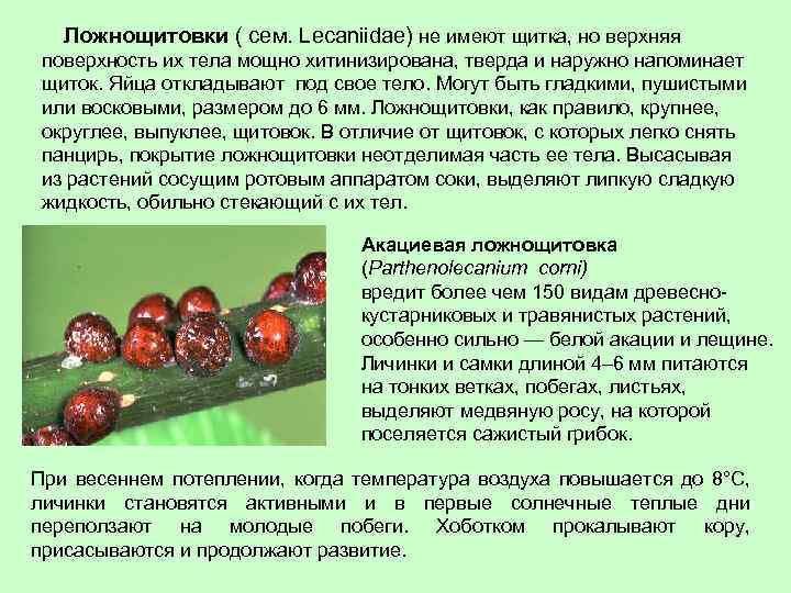  Ложнощитовки ( сем. Lecaniidae) не имеют щитка, но верхняя поверхность их тела мощно