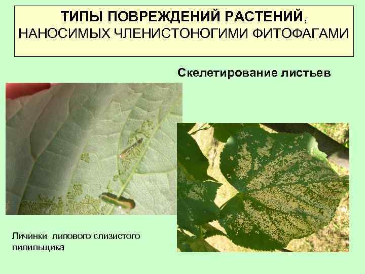 ТИПЫ ПОВРЕЖДЕНИЙ РАСТЕНИЙ, НАНОСИМЫХ ЧЛЕНИСТОНОГИМИ ФИТОФАГАМИ Скелетирование листьев Личинки липового слизистого пилильщика 