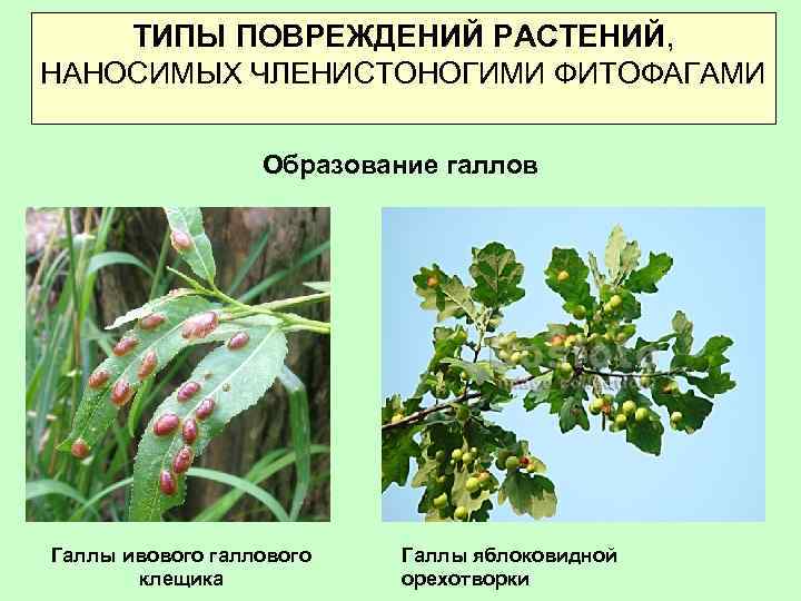 ТИПЫ ПОВРЕЖДЕНИЙ РАСТЕНИЙ, НАНОСИМЫХ ЧЛЕНИСТОНОГИМИ ФИТОФАГАМИ Образование галлов Галлы ивового галлового клещика Галлы яблоковидной