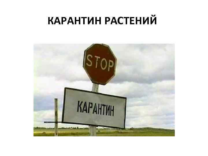 КАРАНТИН РАСТЕНИЙ 