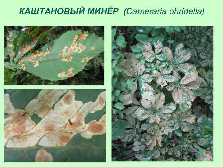 КАШТАНОВЫЙ МИНЁР (Cameraria ohridella) 