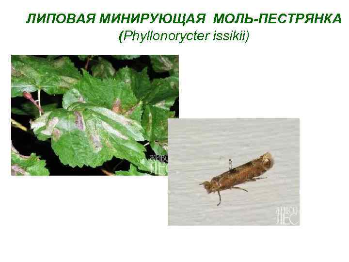 ЛИПОВАЯ МИНИРУЮЩАЯ МОЛЬ-ПЕСТРЯНКА (Phyllonorycter issikii) 