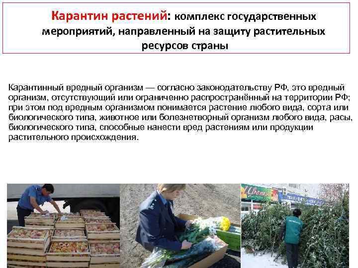 Карантин растений: комплекс государственных мероприятий, направленный на защиту растительных ресурсов страны Карантинный вредный организм