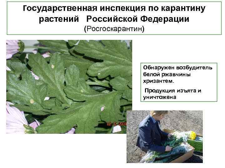 Государственная инспекция по карантину растений Российской Федерации (Росгоскарантин) Обнаружен возбудитель белой ржавчины хризантем. Продукция