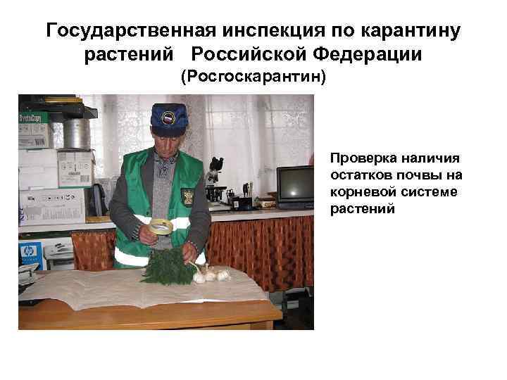 Государственная инспекция по карантину растений Российской Федерации (Росгоскарантин) Проверка наличия остатков почвы на корневой
