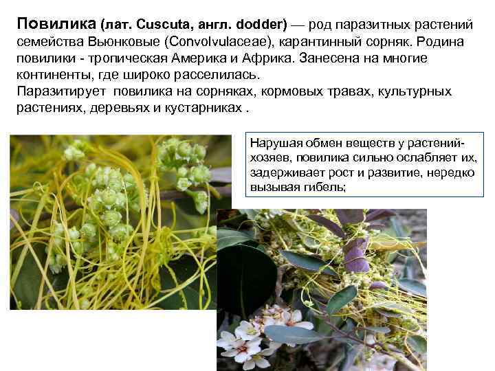 Повилика (лат. Cuscuta, англ. dodder) — род паразитных растений семейства Вьюнковые (Convolvulaceae), карантинный сорняк.