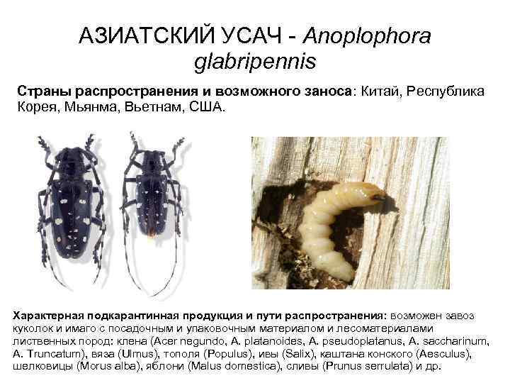 АЗИАТСКИЙ УСАЧ - Anoplophora glabripennis Страны распространения и возможного заноса: Китай, Республика Корея, Мьянма,