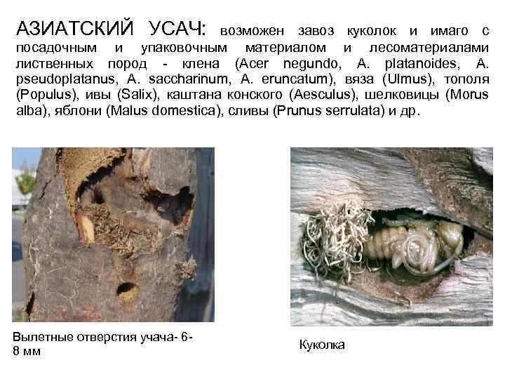 АЗИАТСКИЙ УСАЧ: возможен завоз куколок и имаго с посадочным и упаковочным материалом и лесоматериалами