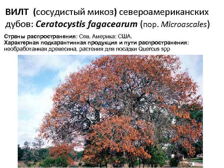 ВИЛТ (сосудистый микоз) североамериканских дубов: Ceratocystis fagacearum (пор. Microascales) Страны распространения: Сев. Америка: США.