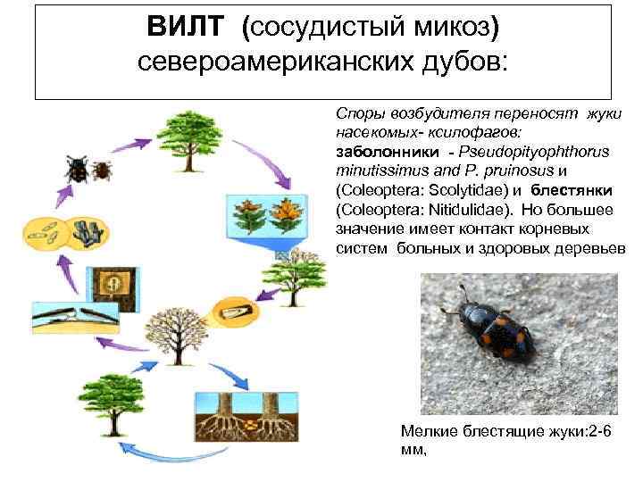 ВИЛТ (сосудистый микоз) североамериканских дубов: Споры возбудителя переносят жуки насекомых- ксилофагов: заболонники - Pseudopityophthorus