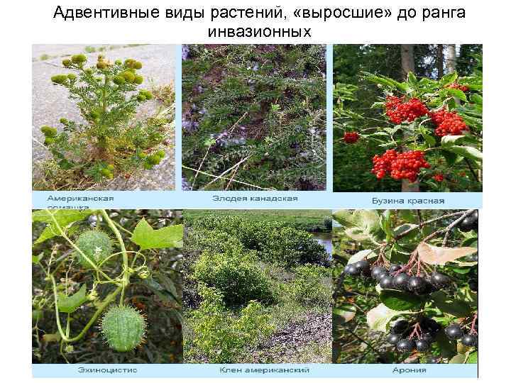 Адвентивные виды растений, «выросшие» до ранга инвазионных 