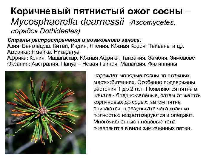 Коричневый пятнистый ожог сосны – Mycosphaerella dearnessii (Ascomycetes, порядок Dothideales) Страны распространения и возможного