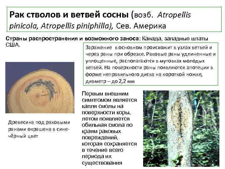 Рак стволов и ветвей сосны (возб. Atropellis pinicola, Atropellis piniphilla), Сев. Америка Страны распространения