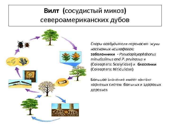 Вилт (сосудистый микоз) североамериканских дубов Споры возбудителя переносят жуки насекомых-ксилофагов: заболонники - Pseudopityophthorus minutissimus