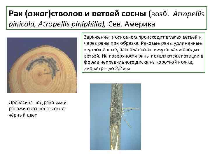 Рак (ожог)стволов и ветвей сосны (возб. Atropellis pinicola, Atropellis piniphilla), Сев. Америка Заражение в
