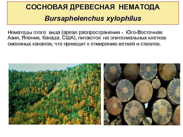 СОСНОВАЯ ДРЕВЕСНАЯ НЕМАТОДА Bursaphelenchus xylophilus Нематоды этого вида (ареал распространения - Юго-Восточная Азия, Япония,