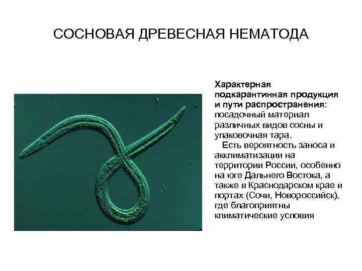 СОСНОВАЯ ДРЕВЕСНАЯ НЕМАТОДА Характерная подкарантинная продукция и пути распространения: посадочный материал различных видов сосны