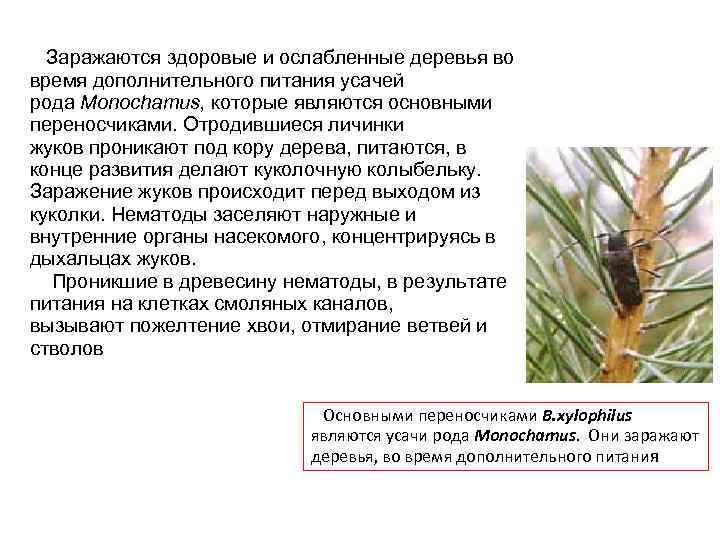 Заражаются здоровые и ослабленные деревья во время дополнительного питания усачей рода Monochamus, которые являются