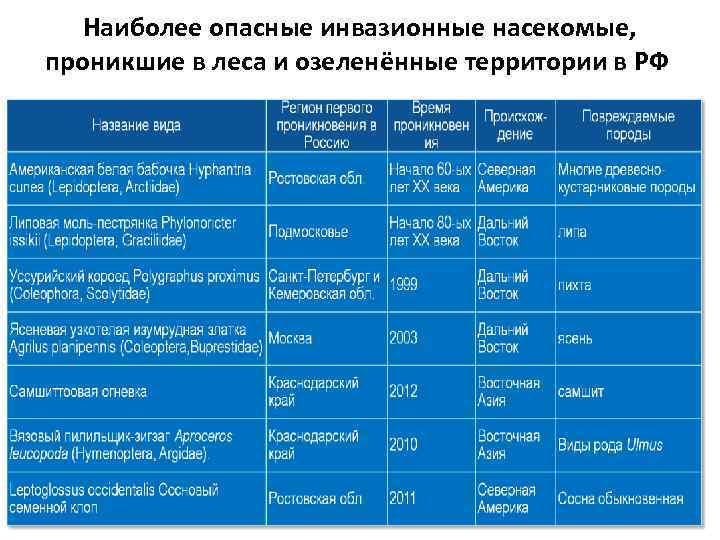 Наиболее опасные инвазионные насекомые, проникшие в леса и озеленённые территории в РФ 