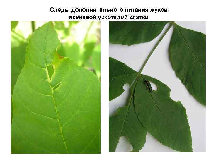 Следы дополнительного питания жуков ясеневой узкотелой златки 