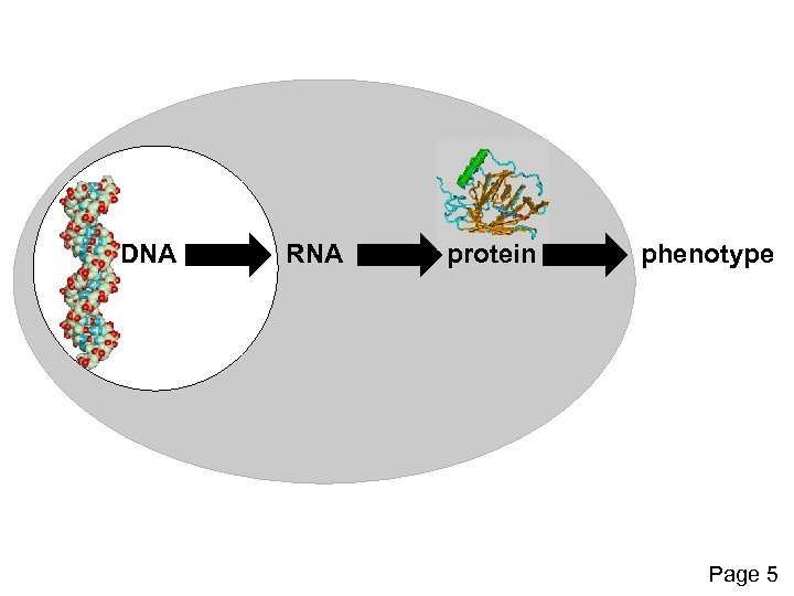DNA RNA protein phenotype Page 5 
