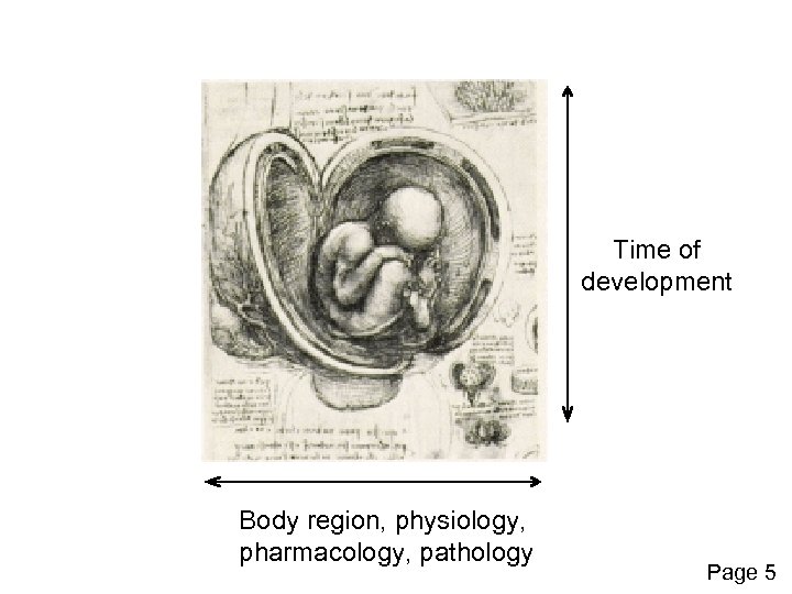Time of development Body region, physiology, pharmacology, pathology Page 5 