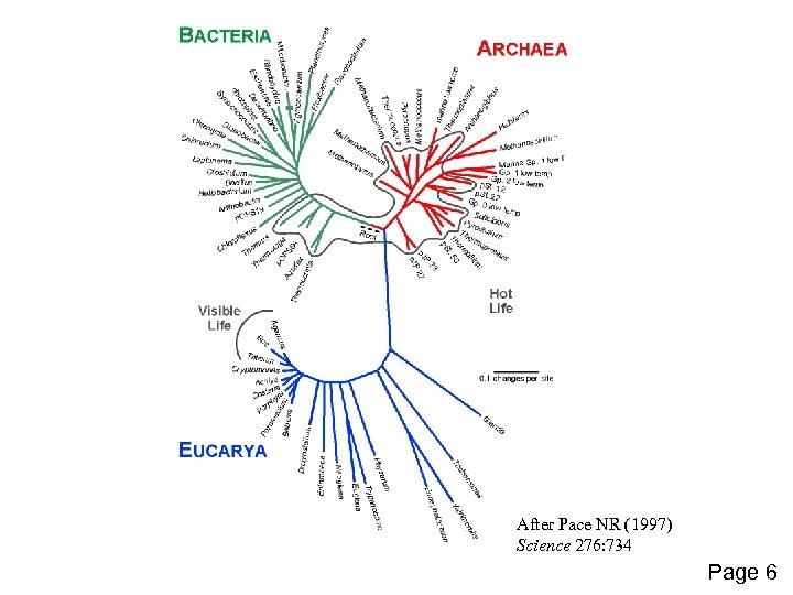 After Pace NR (1997) Science 276: 734 Page 6 