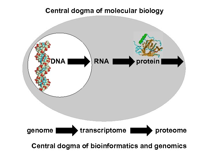 Central dogma of molecular biology DNA genome RNA transcriptome protein proteome Central dogma of
