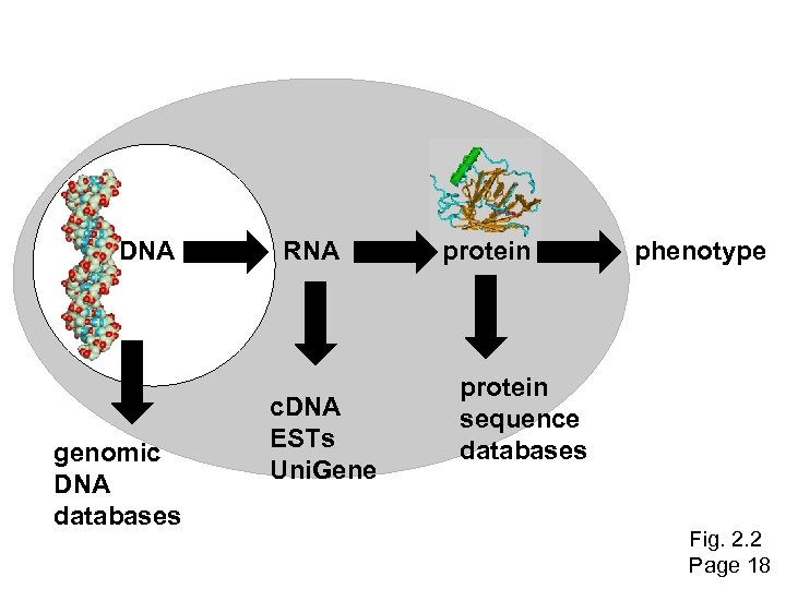 DNA genomic DNA databases RNA c. DNA ESTs Uni. Gene protein phenotype protein sequence