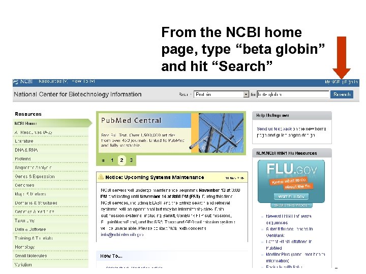 From the NCBI home page, type “beta globin” and hit “Search” Fig. 2. 5