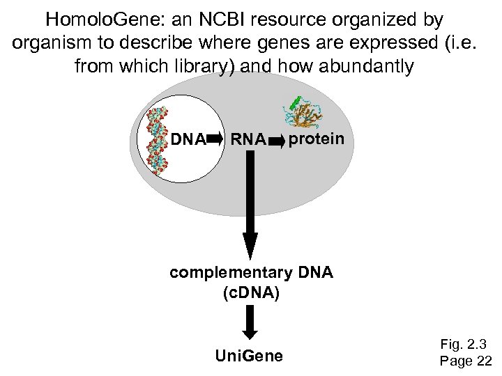 Homolo. Gene: an NCBI resource organized by organism to describe where genes are expressed