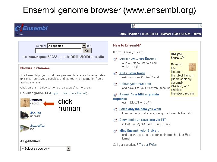Ensembl genome browser (www. ensembl. org) click human 