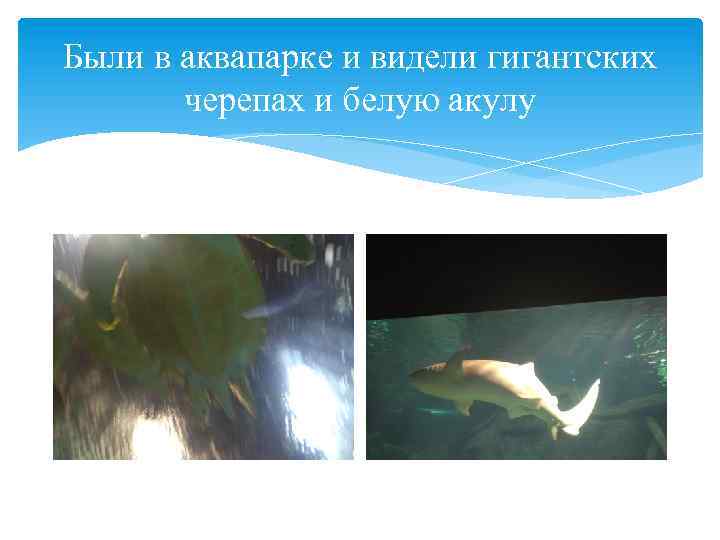 Были в аквапарке и видели гигантских черепах и белую акулу 