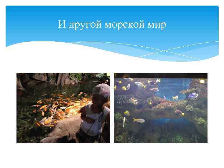 И другой морской мир 