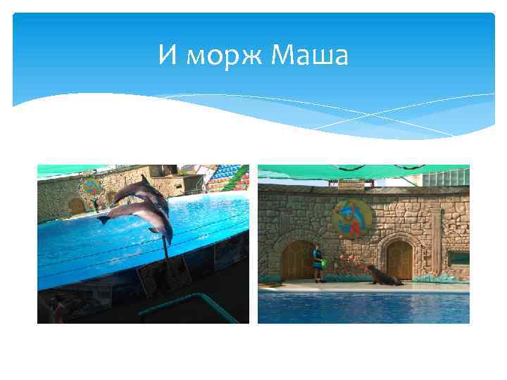 И морж Маша 