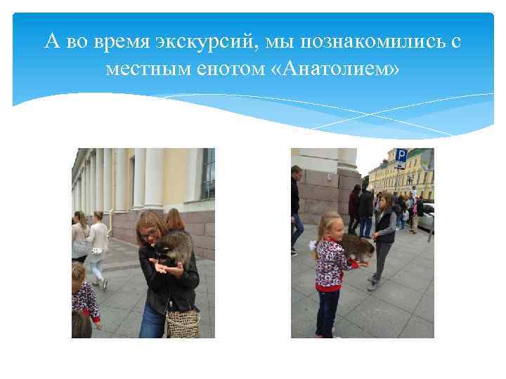 А во время экскурсий, мы познакомились с местным енотом «Анатолием» 