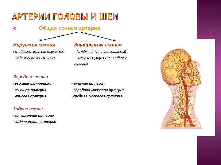 Артерии головы и шеи