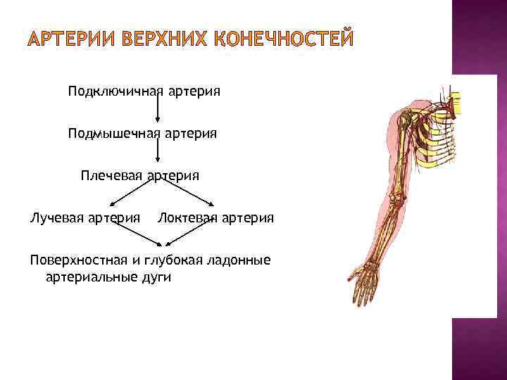 Кровообращение верхней конечности. Артерии верхней конечности схема. Сосуды верхней конечности анатомия. Артерии верхней конечности анатомия схема. Крупные артерии верхней конечности.