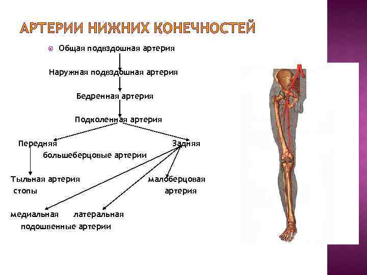 Функция отдела нижних конечностей. Схема кровотока нижних конечностей. Кровоснабжение нижней конечности схема. Схема магистральных артерий нижней конечности. Артерии кровоснабжающие нижние конечности.