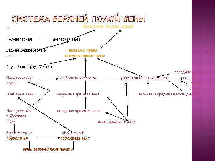 Верхняя полая вена Полунепарная Задние межреберные вены непарная вена правая и левая плечеголовные вены