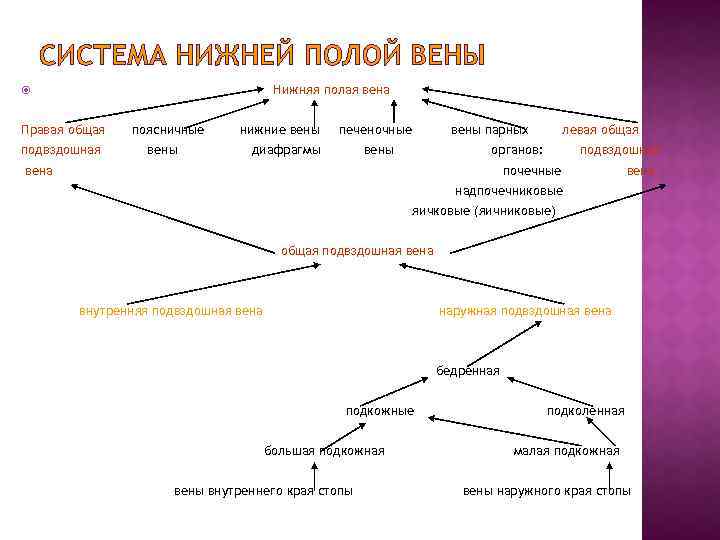 СИСТЕМА НИЖНЕЙ ПОЛОЙ ВЕНЫ Нижняя полая вена Правая общая подвздошная поясничные вены нижние вены