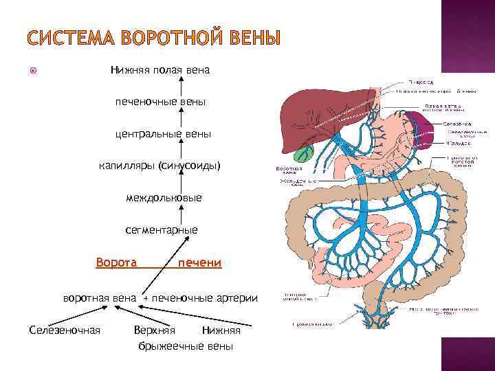 Печень движение крови. Система воротной вены печени схема. Воротная Вена печени система. Система воротной вены схема движения крови. Логическая схема система воротной вены.