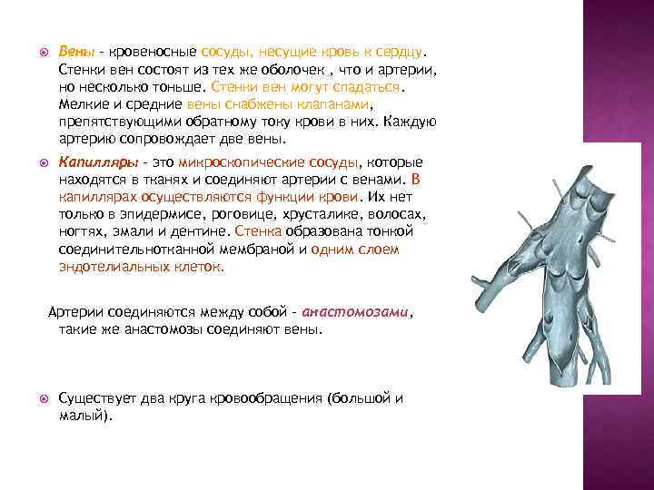  Вены - кровеносные сосуды, несущие кровь к сердцу. Стенки вен состоят из тех